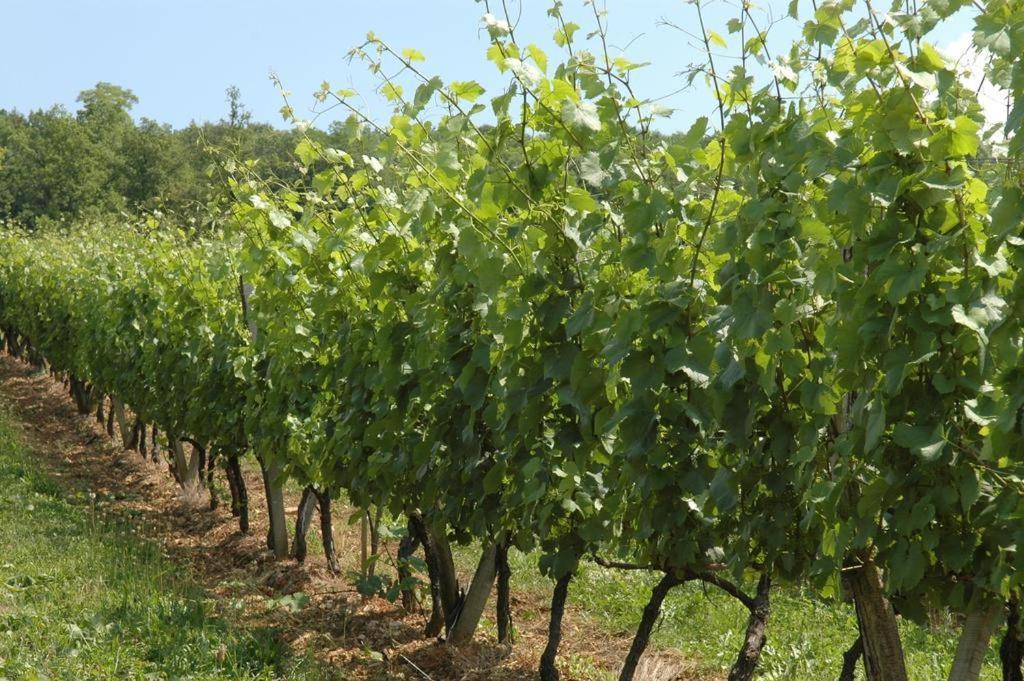 Chambres Sous Les Vignes Du Buttois Bussy-le-Grand ภายนอก รูปภาพ